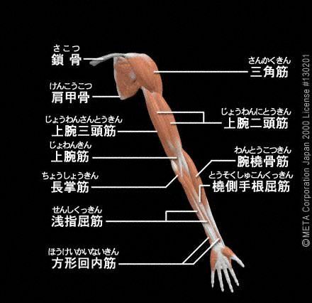 前腕 筋肉 名前 Article 前腕 筋肉 名前 Article