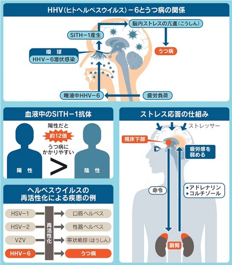 ヘルペスとウツ図表
