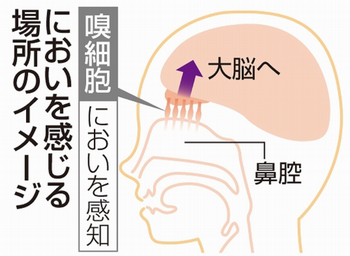 武漢コロナ 鼻の穴が大きい方や鼻毛を抜くのはキケン 臭い 身体軸ラボ シーズン2