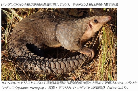 キノボリセンザンコウ