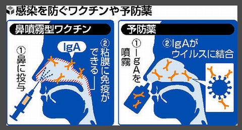 経鼻ワクチンカラクリ