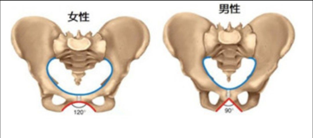 男女の骨盤の違いとは 体のあれこれブログ