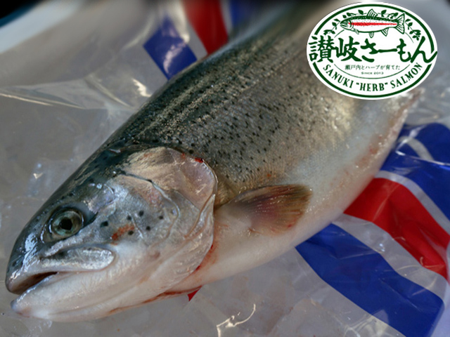 sanuki_salmon