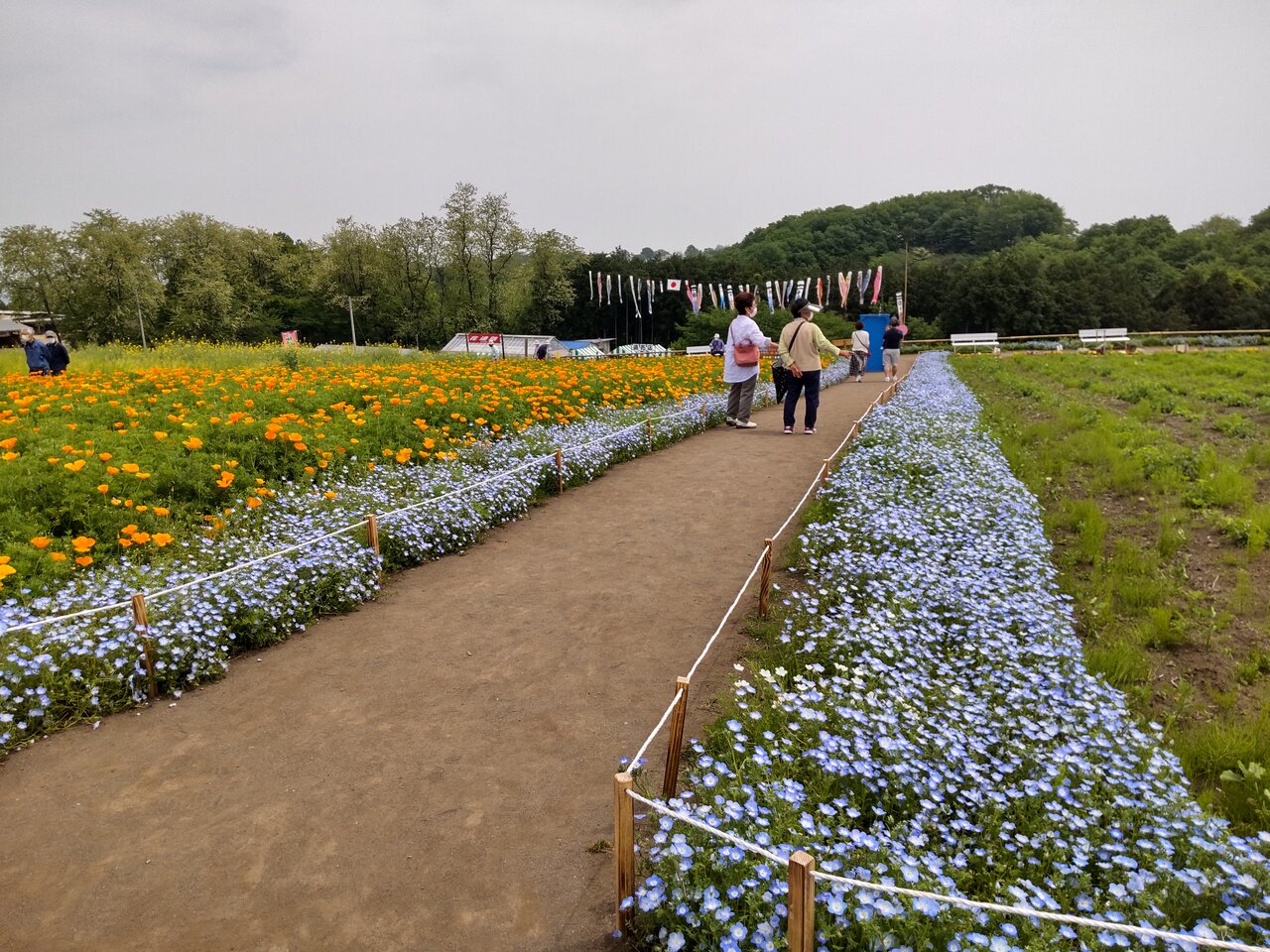 22年5月6日 菜の花とネモフィラの鼻高展望花の丘 群馬と近県の名所アルバム 22年5月6日 菜の花とネモフィラの鼻高展望花の丘 群馬と近県の名所アルバム