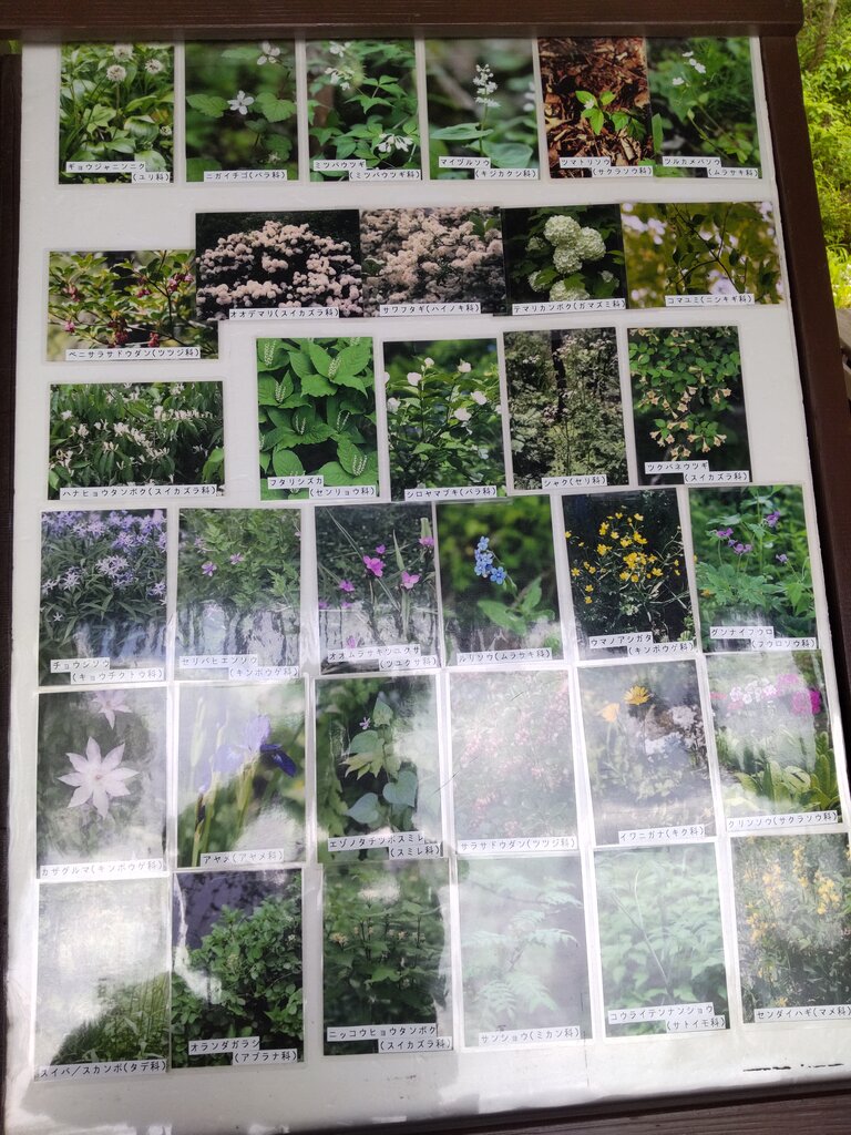 22年6月2日 軽井沢町植物園 クリンソウとルリソウが見ごろ 群馬と近県の名所アルバム