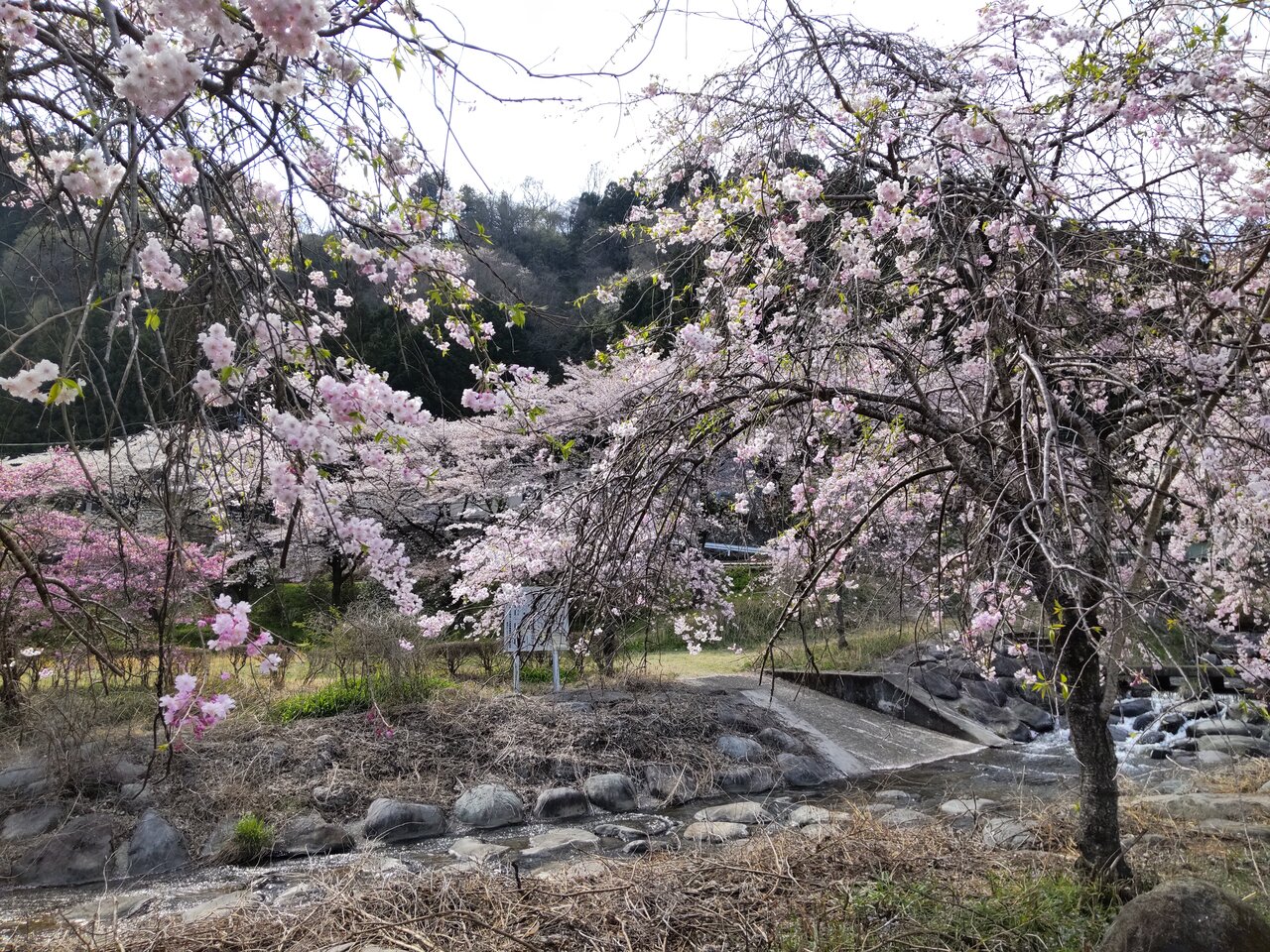 22年4月11日 わ鐡沿線花めぐり 群馬と近県の名所アルバム 22年4月11日 わ鐡沿線花めぐり 群馬と近県の名所アルバム