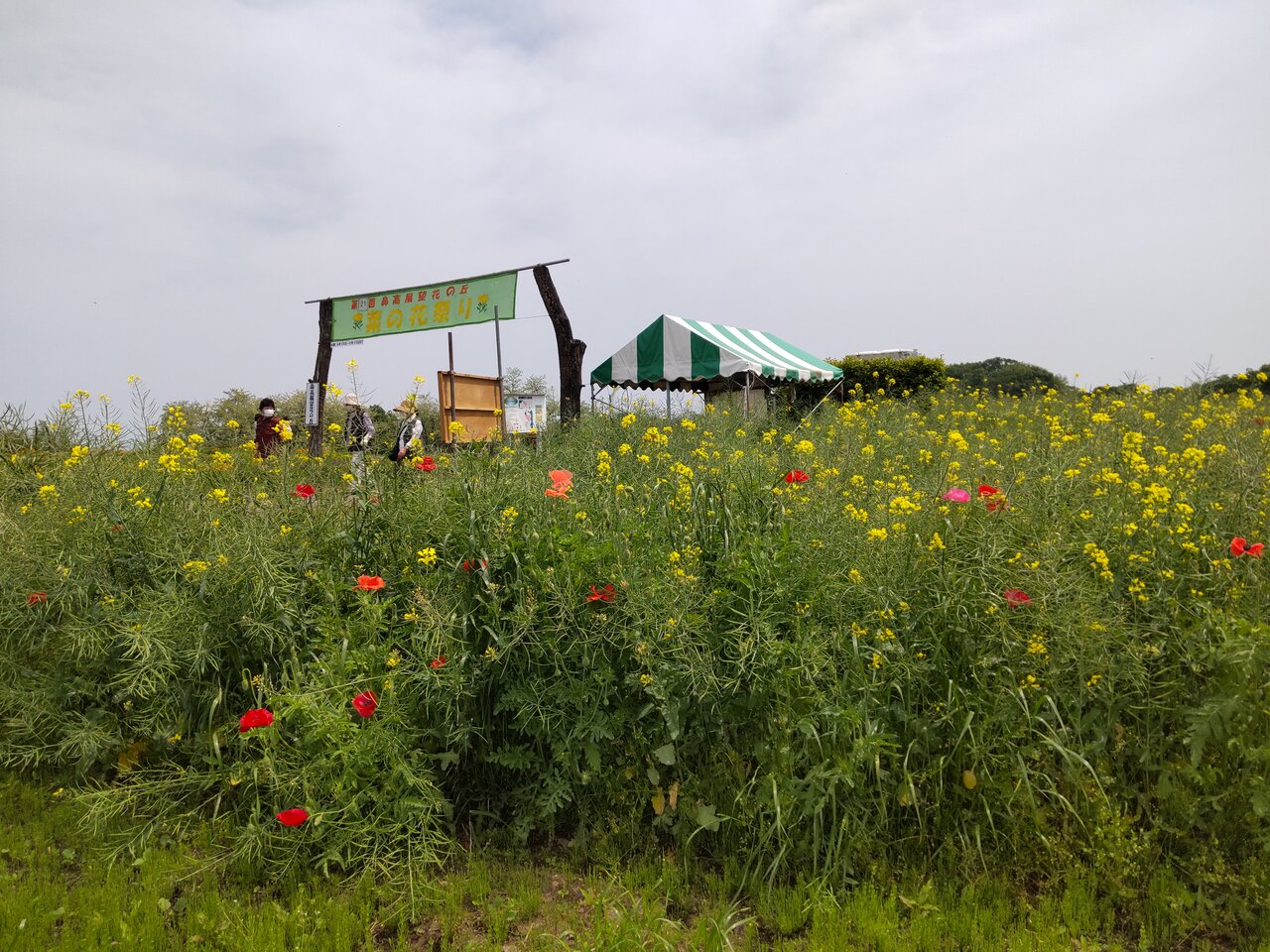 22年5月6日 菜の花とネモフィラの鼻高展望花の丘 群馬と近県の名所アルバム 22年5月6日 菜の花とネモフィラの鼻高展望花の丘 群馬と近県の名所アルバム