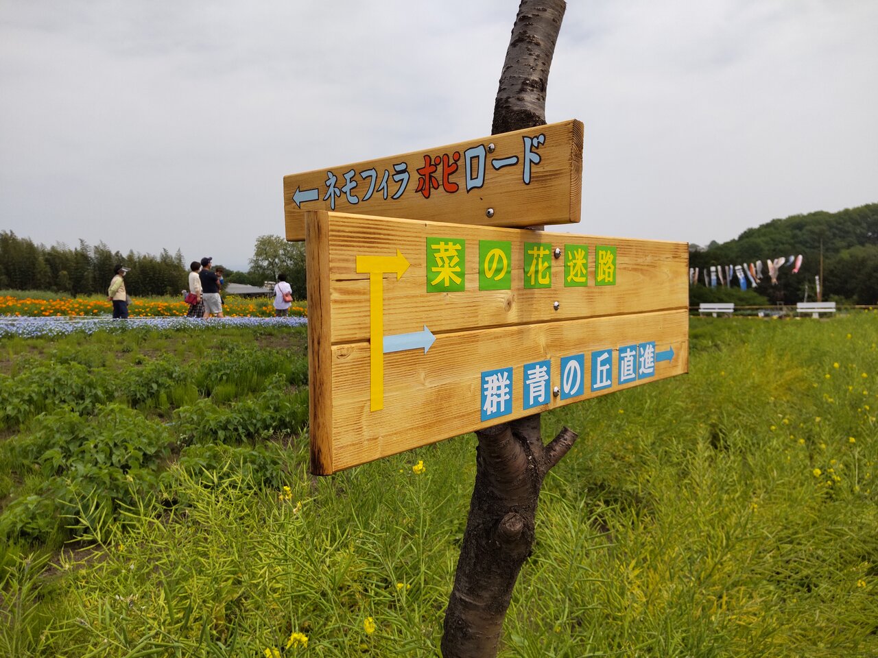 22年5月6日 菜の花とネモフィラの鼻高展望花の丘 群馬と近県の名所アルバム 22年5月6日 菜の花とネモフィラの鼻高展望花の丘 群馬と近県の名所アルバム