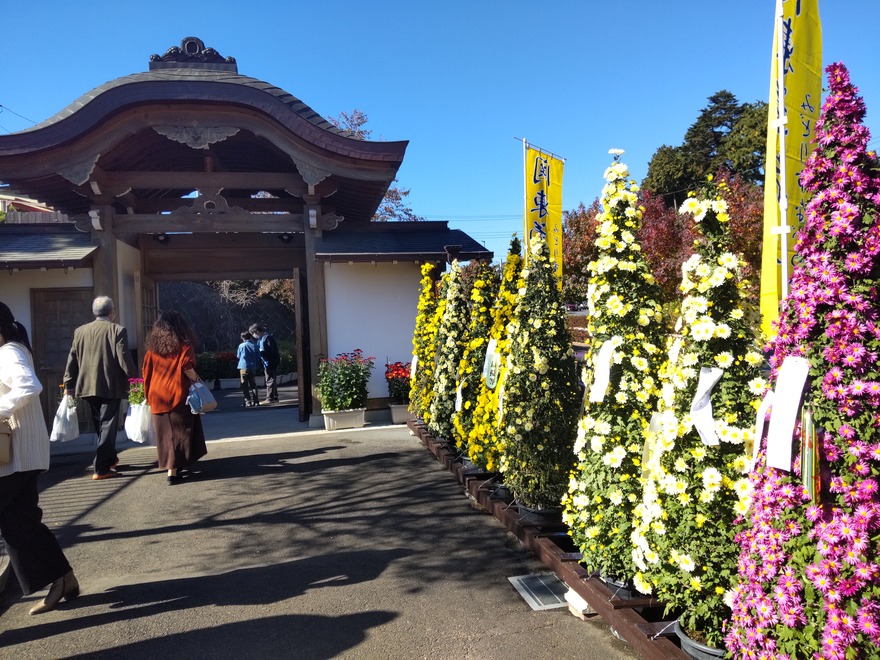 2022年11月6日 ながめ公園関東菊花大会と赤堀小菊の里 : 群馬と近県の名所アルバム
