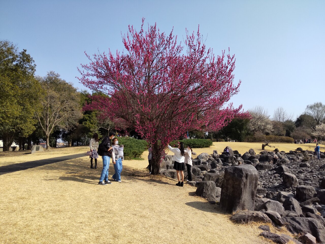 22年3月5日 伊勢崎市民の森 梅 河津桜 マンサクなど 群馬と近県の名所アルバム
