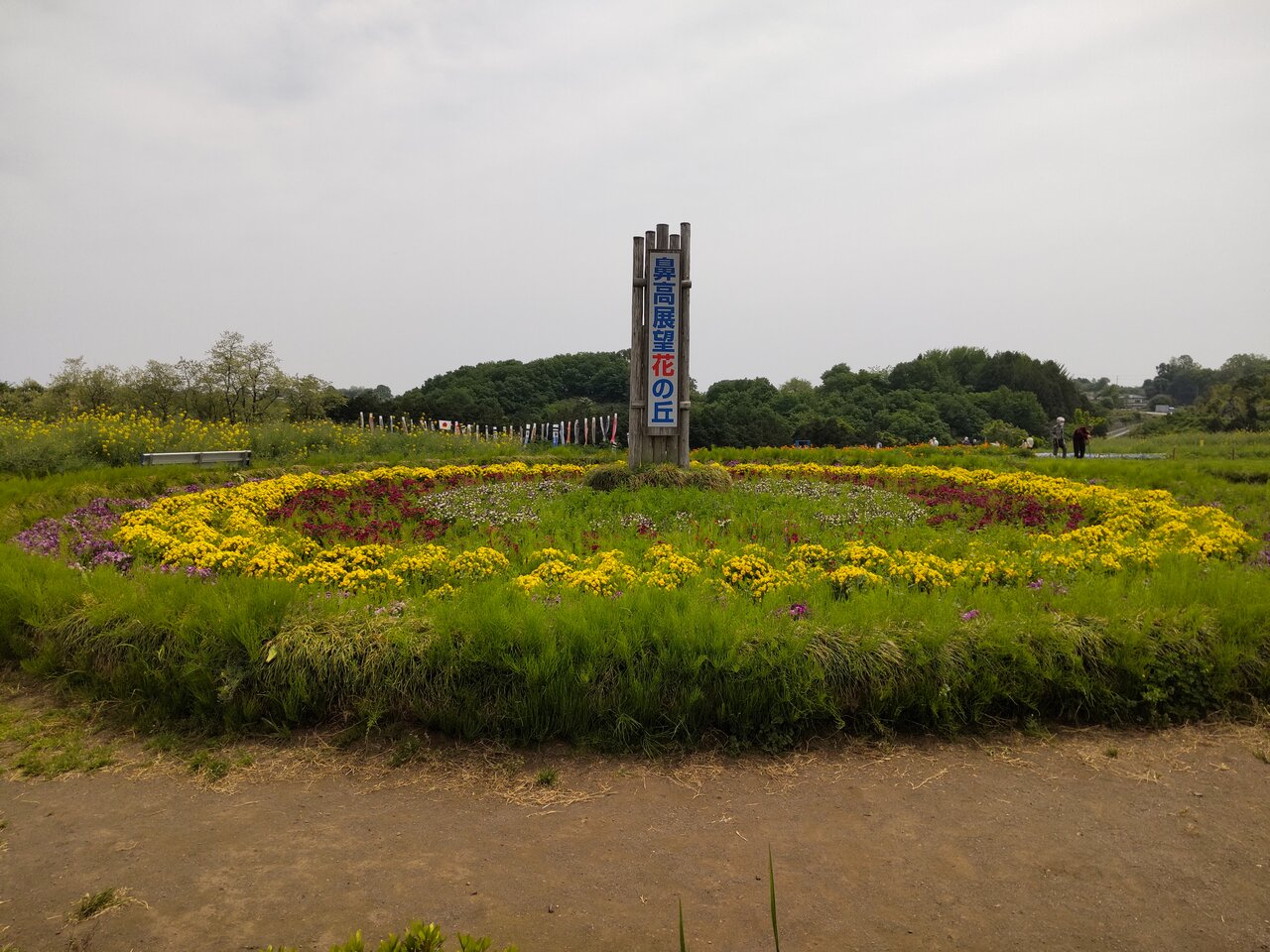 22年5月6日 菜の花とネモフィラの鼻高展望花の丘 群馬と近県の名所アルバム 22年5月6日 菜の花とネモフィラの鼻高展望花の丘 群馬と近県の名所アルバム