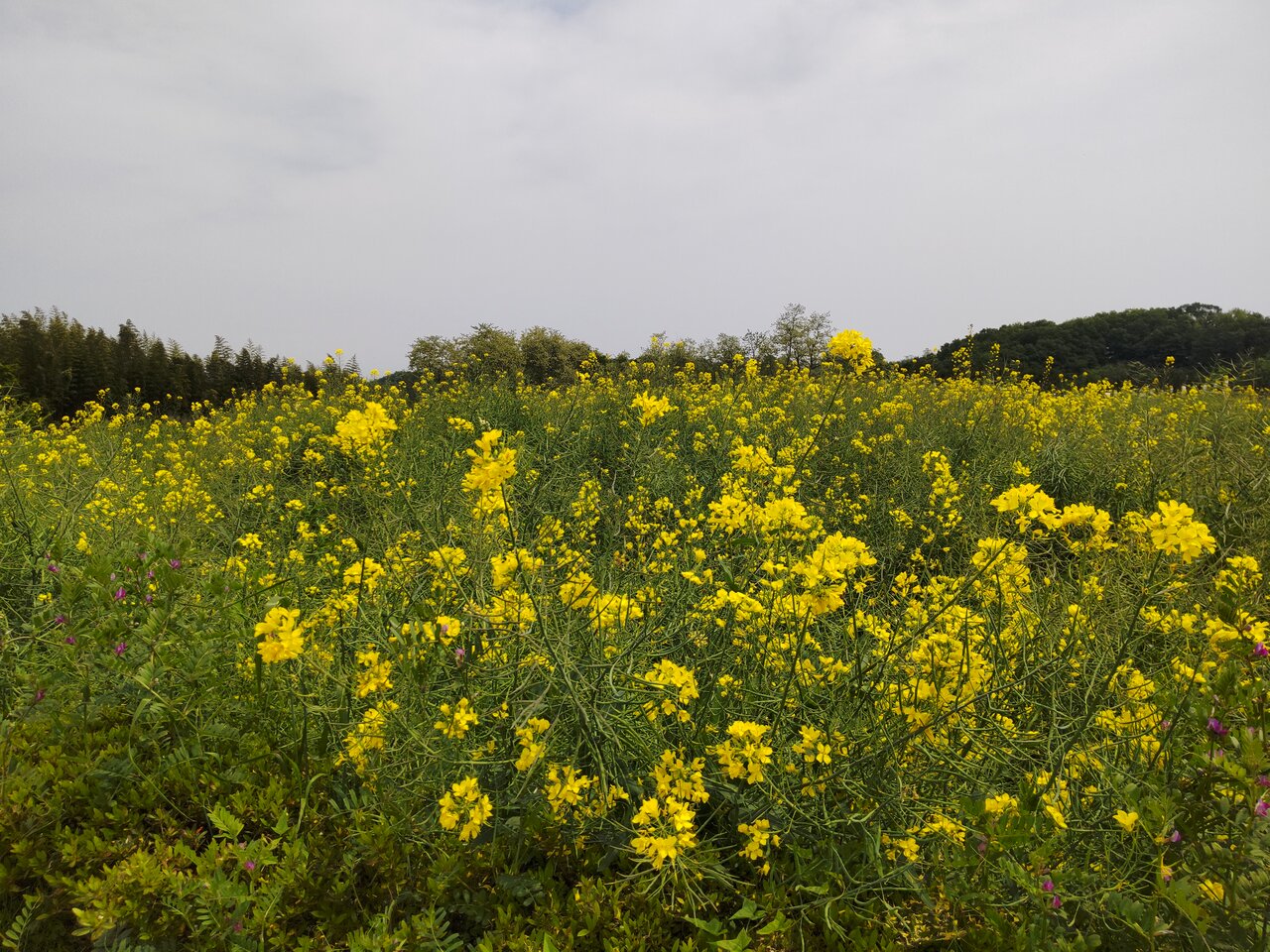 22年5月6日 菜の花とネモフィラの鼻高展望花の丘 群馬と近県の名所アルバム 22年5月6日 菜の花とネモフィラの鼻高展望花の丘 群馬と近県の名所アルバム