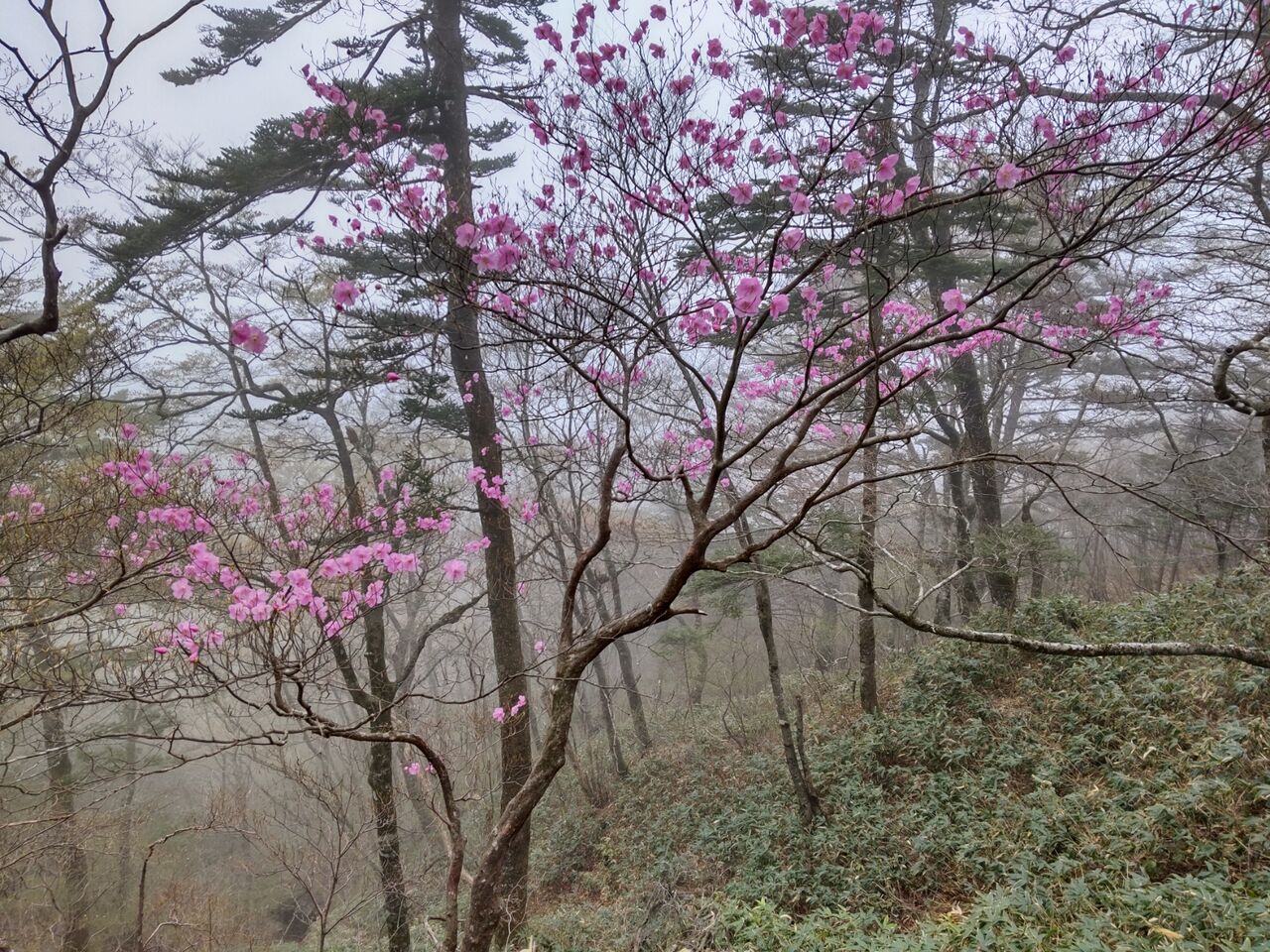 22年5月1日 石鎚山の鎖 足場が滑ってリタイア 旅がらすな日々 22年5月1日 石鎚山の鎖 足場が滑ってリタイア 旅がらすな日々