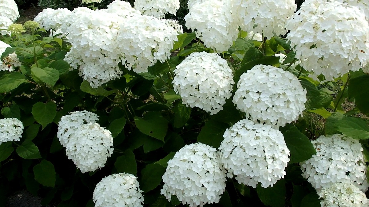 VideoCapture_20220626-224432