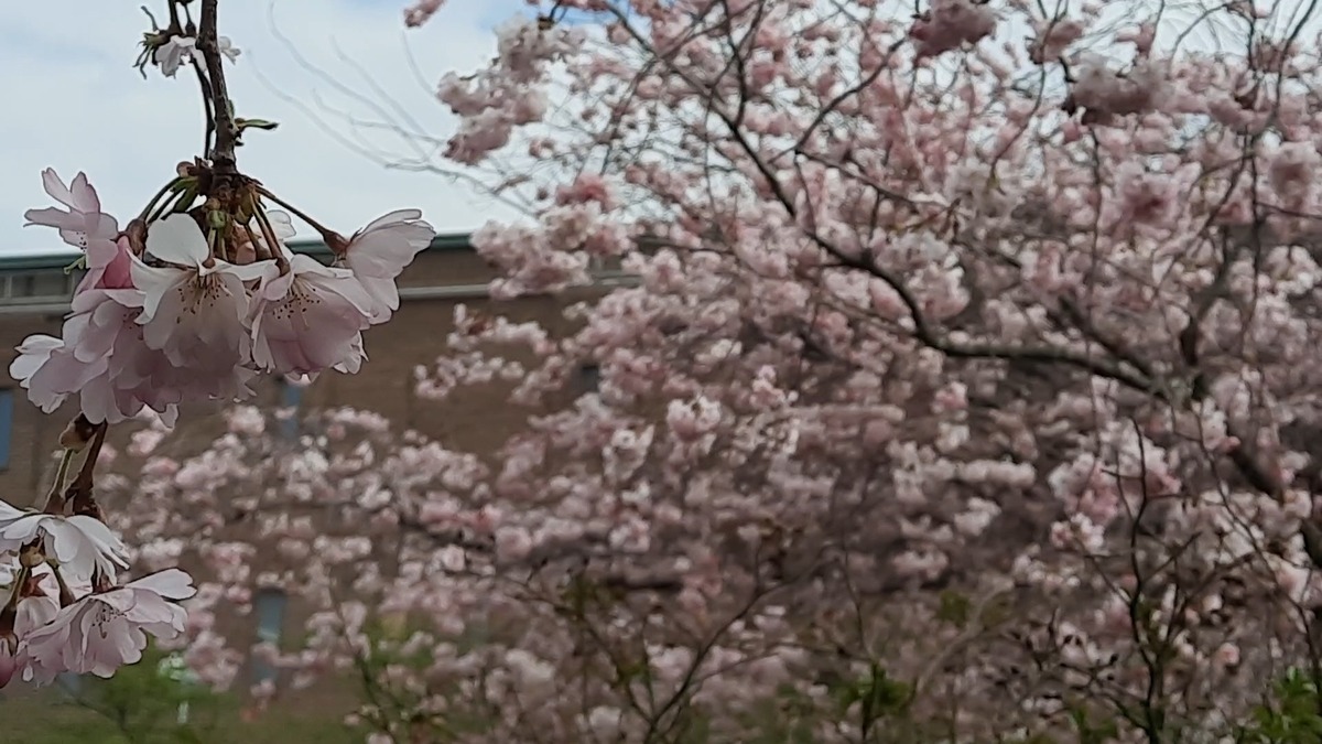 VideoCapture_20230425-070539