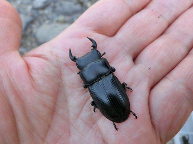 可愛いオオクワガタ が捕れました 檜枝岐村 バンガロー キャンプ からまつブログ