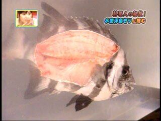 肉を削がれた魚 コロシテ コロシテ 寿司屋 ギャハハハハハハ おもしれぇ だからまとめる 肉を削がれた魚 コロシテ コロシテ 寿司屋 ギャハハハハハハ おもしれぇ だからまとめる
