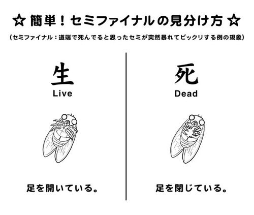 キキ 私は魔女のキキ こっちは死にかけのセミ だからまとめる キキ 私は魔女のキキ こっちは死にかけのセミ だからまとめる