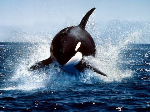 シャチとかいう厨二心をくすぐる最強の海洋生物wwwwwwwwwww だからまとめる シャチとかいう厨二心をくすぐる最強の海洋生物wwwwwwwwwww だからまとめる