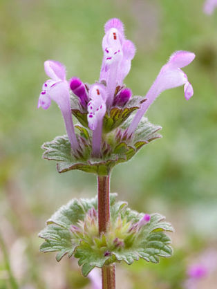 子供の時に花の蜜吸ってたやつwwwwwwwwwwww だからまとめる 子供の時に花の蜜吸ってたやつwwwwwwwwwwww だからまとめる