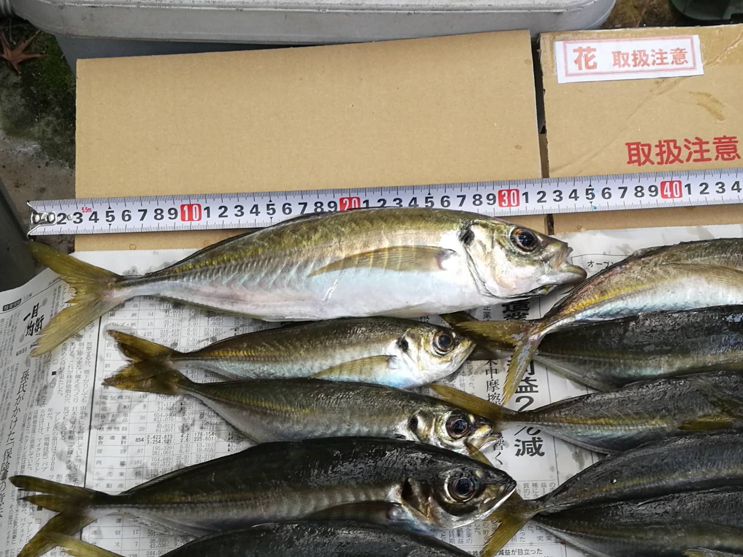 【画像】イチバン美味い魚ってサバ、だよね : だからまとめる!