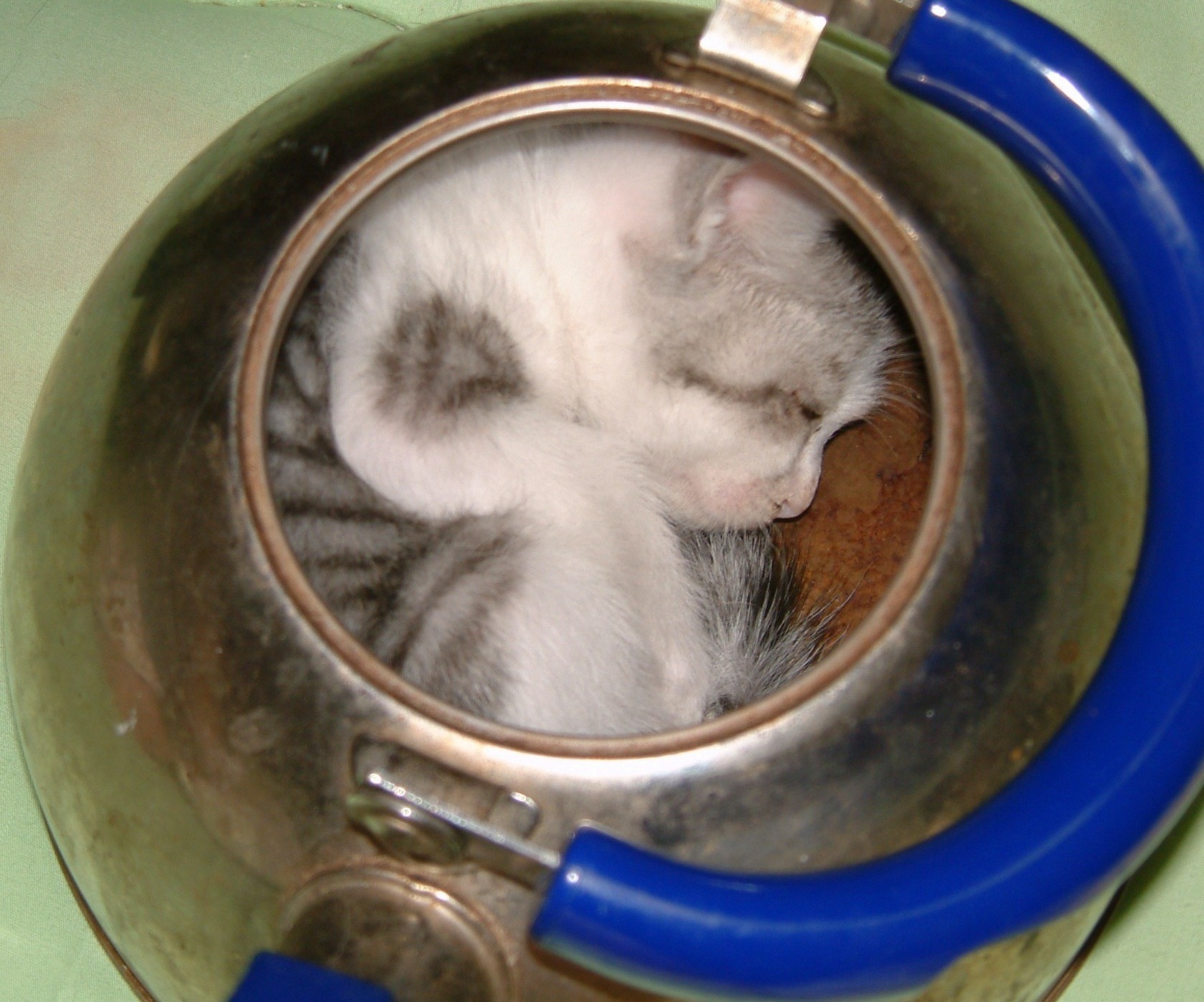 画像 猫鍋とかいう鬼畜の所業 だからまとめる