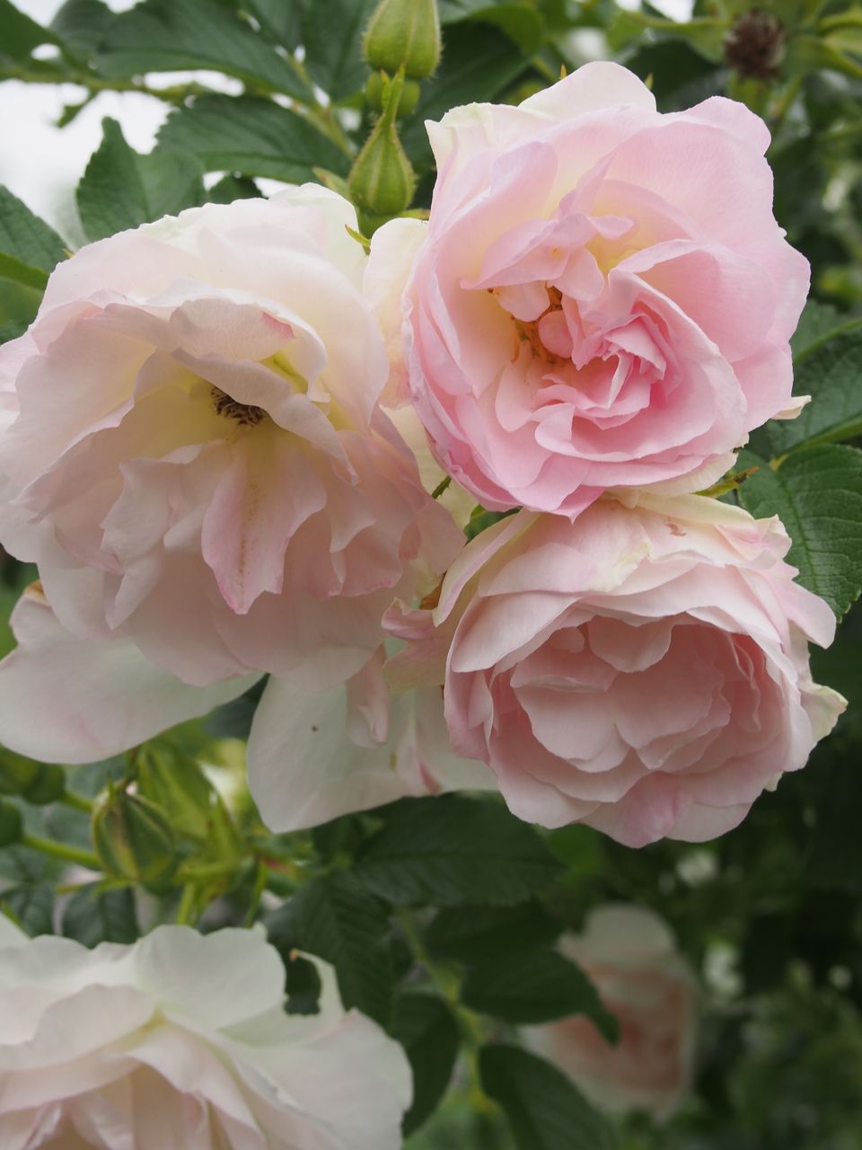 バラが咲いた からまつの森の住人