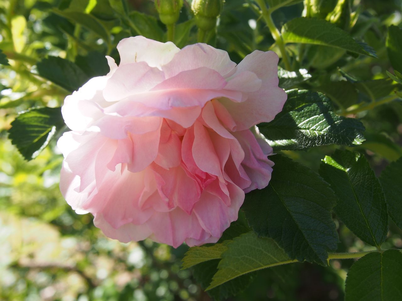 バラが咲いた からまつの森の住人