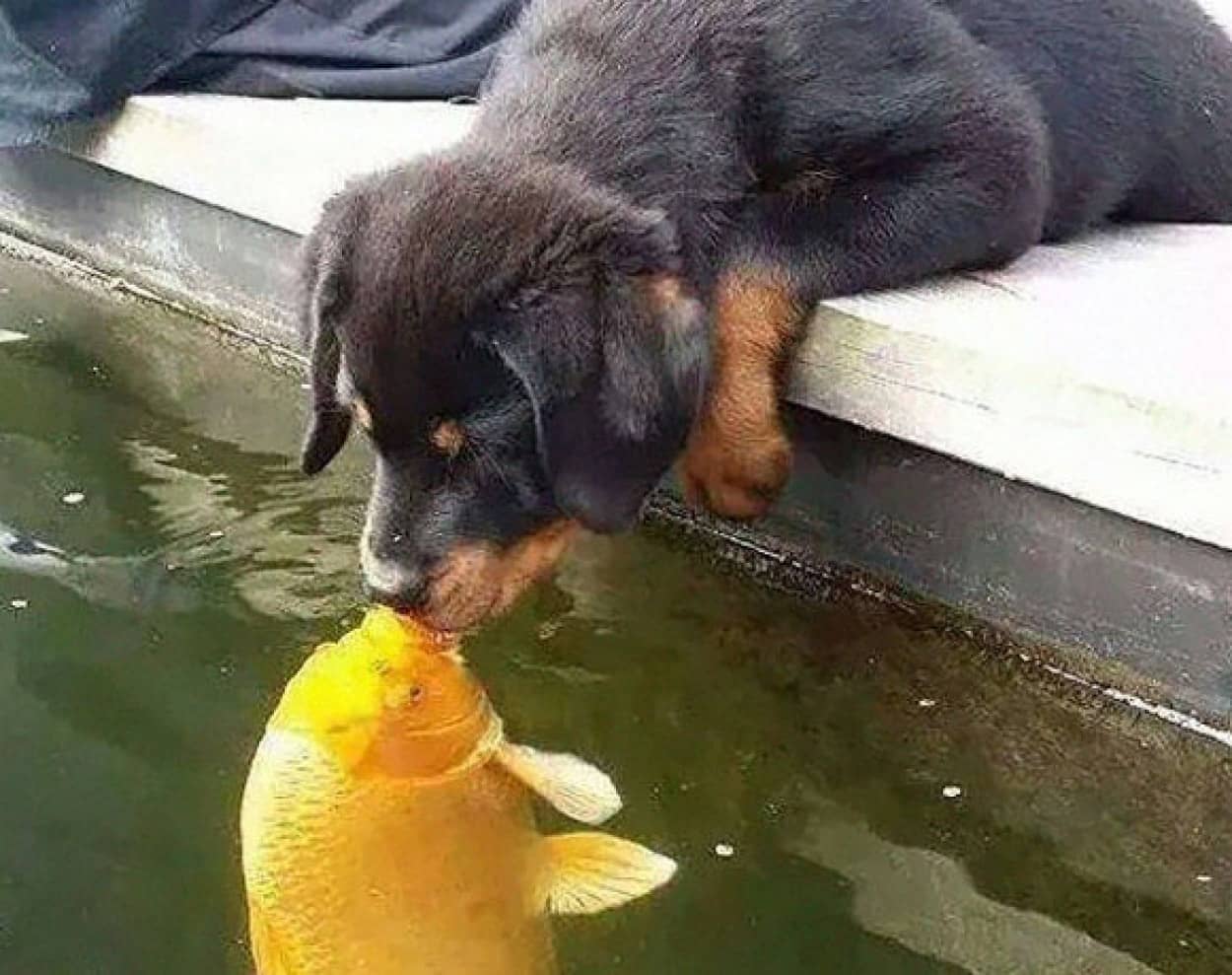 鯉に恋する犬のキスがあまりにもロマンティックだったからコラ職人がんばる カラパイア