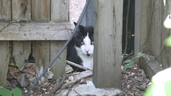 適材適所。ワイルドすぎて引き取り手のなかった野良猫たちの永久就職先 