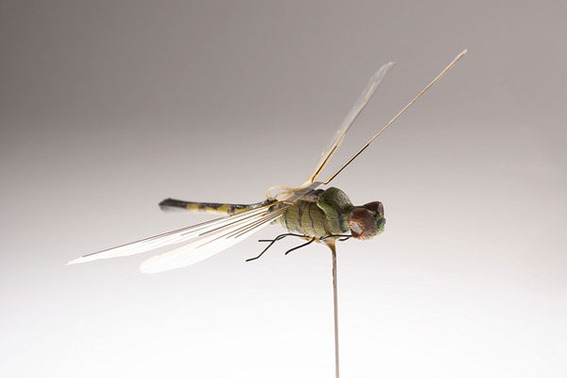 dragonfly1