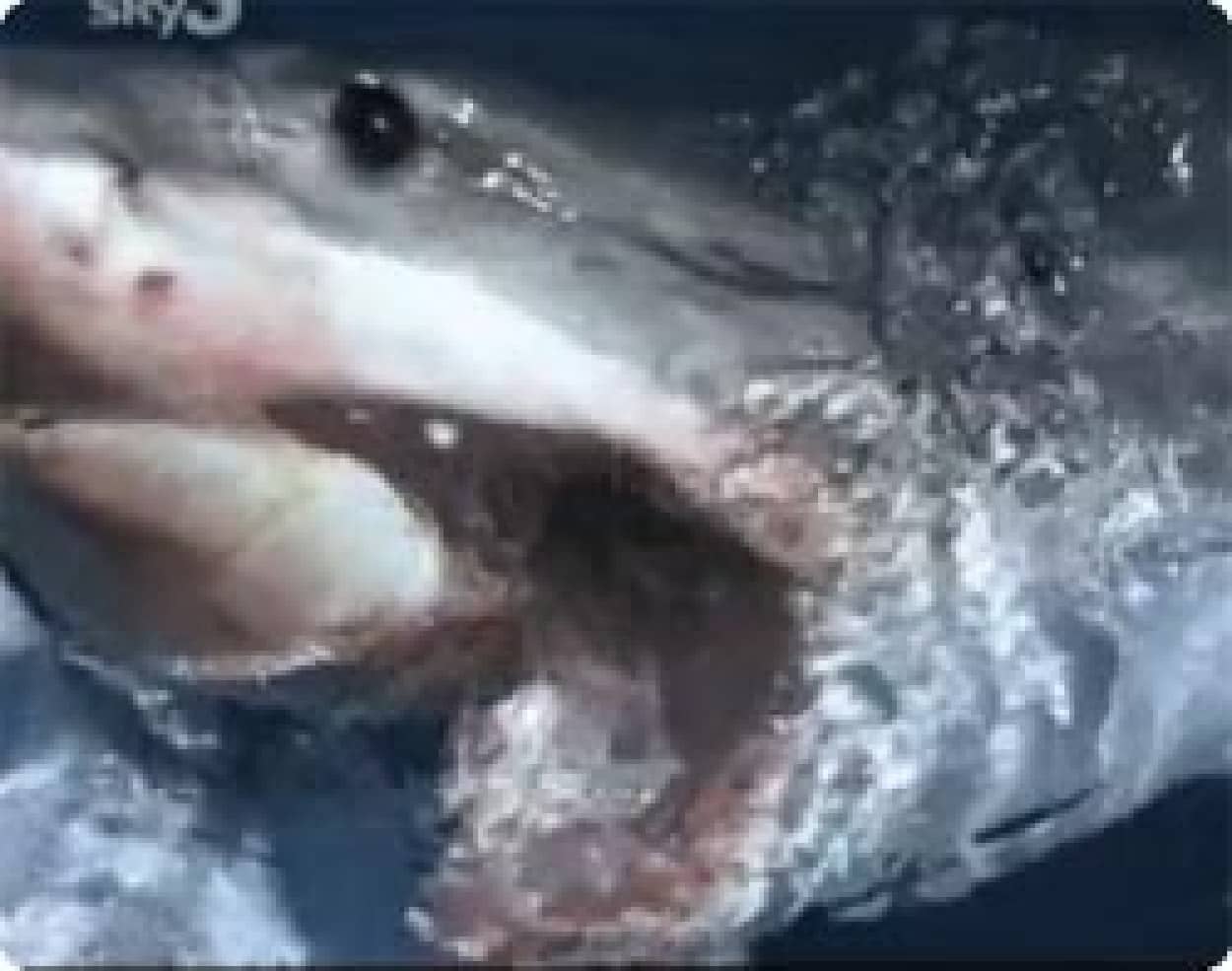 人喰いザメの異名を持つホホジロザメを犬と同様の扱いで餌付けをする女性 カラパイア