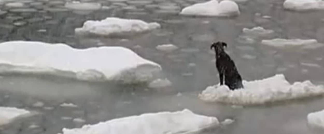 流氷に流されてしまった犬を海に飛び込み救助するロシアの船員 カラパイア 流氷に流されてしまった犬を海に飛び込み救助するロシアの船員 カラパイア