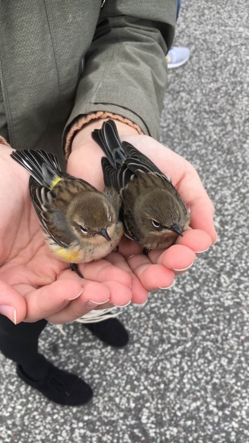 bird-3