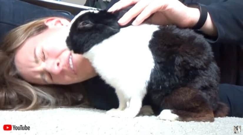 ウサギのくしゃみは可愛かった 耳元でハクションやられて飼い主さんビックリ カラパイア