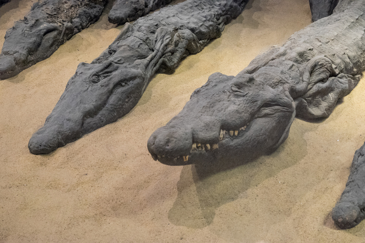ワニのミイラが明かす古代エジプトのワニ信仰。崇拝の一方で野生のワニが生贄にされていた