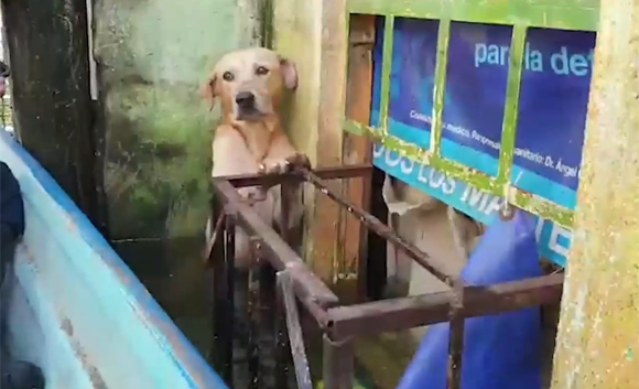 洪水で水浸りの状態でじっと耐えていた犬が海兵隊員に救助され、メンバーとして迎え入れられる（メキシコ）