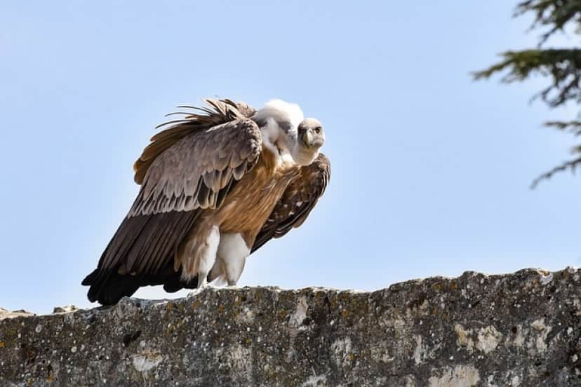 griffon-vulture-5769306_640