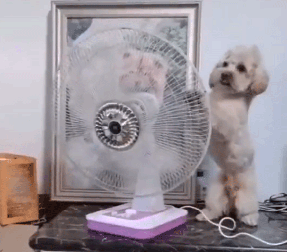 こう暑くっちゃよぅ。扇風機の向きを自分に当たるように変える賢い犬