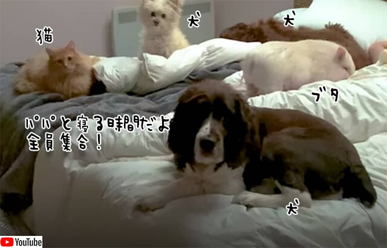 11匹の保護動物がベッドの上に全員集合、男性と一緒に眠る