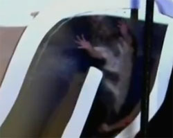ネズミが突如家に湧く その秘密はトイレにあった 衝撃の映像