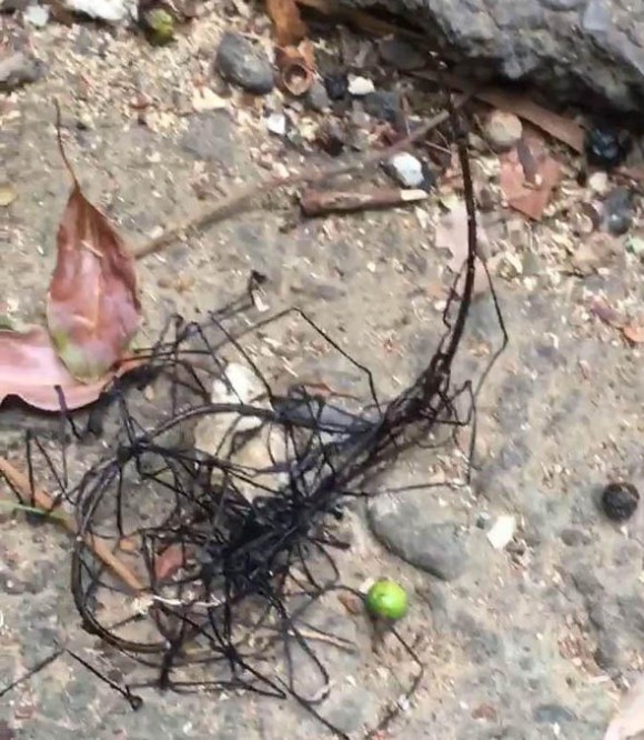 この黒い糸状のうごめく物体の正体は 台湾 カラパイア