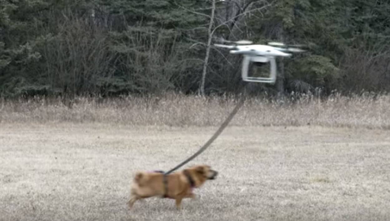 よし試すぞ ドローンで犬の散歩をやってみたところこうなった カラパイア よし試すぞ ドローンで犬の散歩をやってみたところこうなった カラパイア
