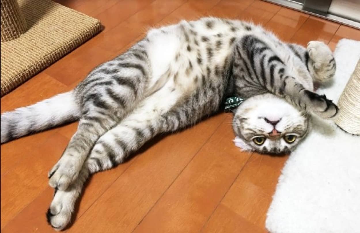 猫たちのゆめゆめドリーミングな寝姿が見られる インスタグラム ねんねこ祭16 カラパイア 猫たちのゆめゆめドリーミングな寝姿が見られる インスタグラム ねんねこ祭16 カラパイア