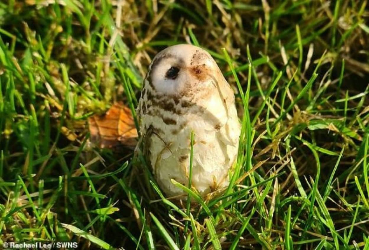 フクロウの子が動かない 助けなきゃと思って近づいたところ キノコだった件 カラパイア フクロウの子が動かない 助けなきゃと思って近づいたところ キノコだった件 カラパイア