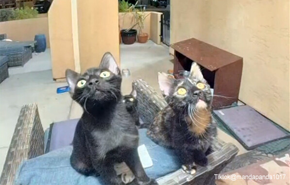 夜に2度もドアベルが鳴り恐怖に震えた女性だが、その正体はかわいい2匹の訪問者だった