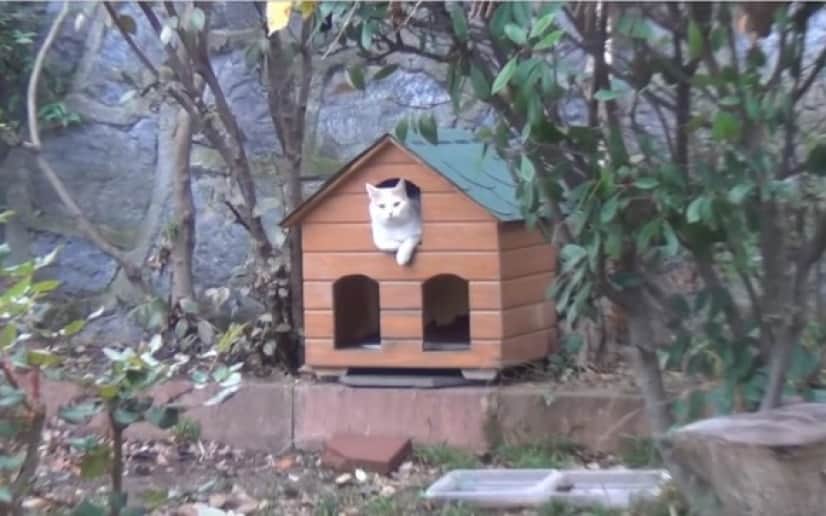 ジリジリ んじーっ 餌が欲しい時に玄関先から視線攻撃を仕掛けてくる猫 カラパイア