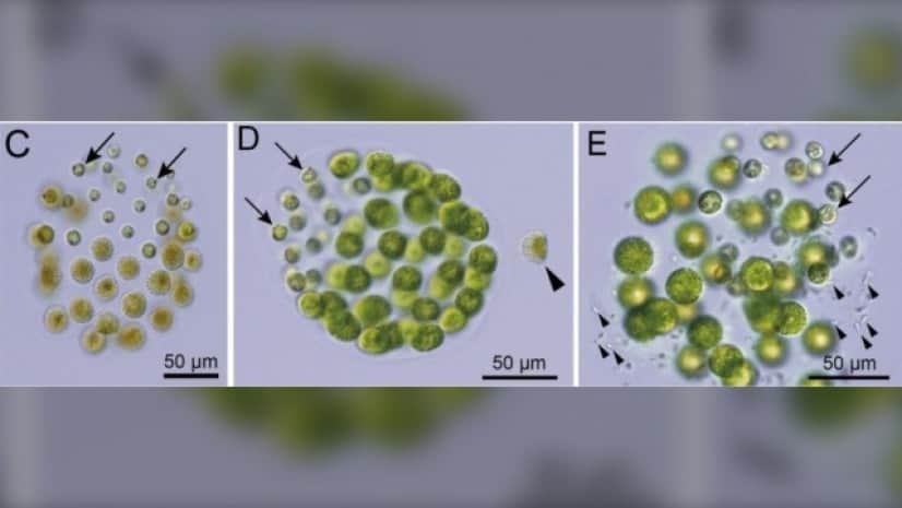 3_e