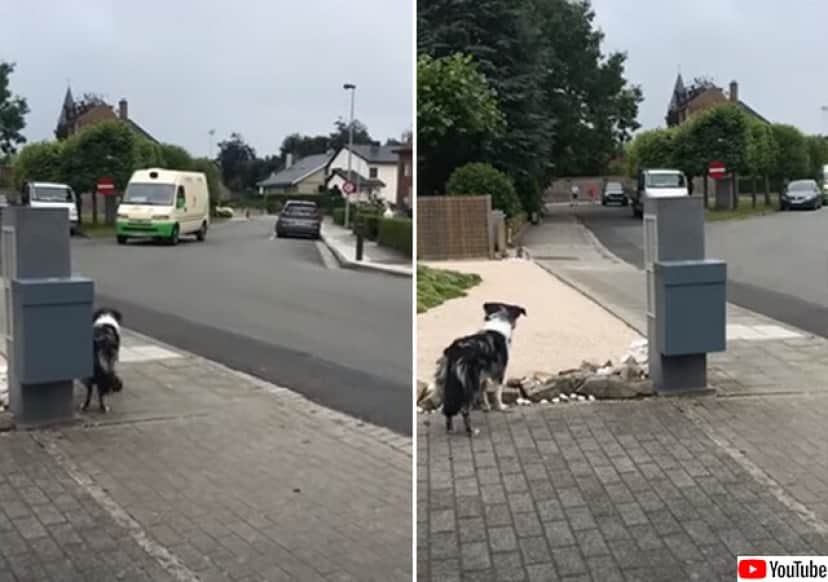 おじさんがやって来る アイスクリームトラックの音に誰よりも先に気が付いてじっと待つ犬 カラパイア