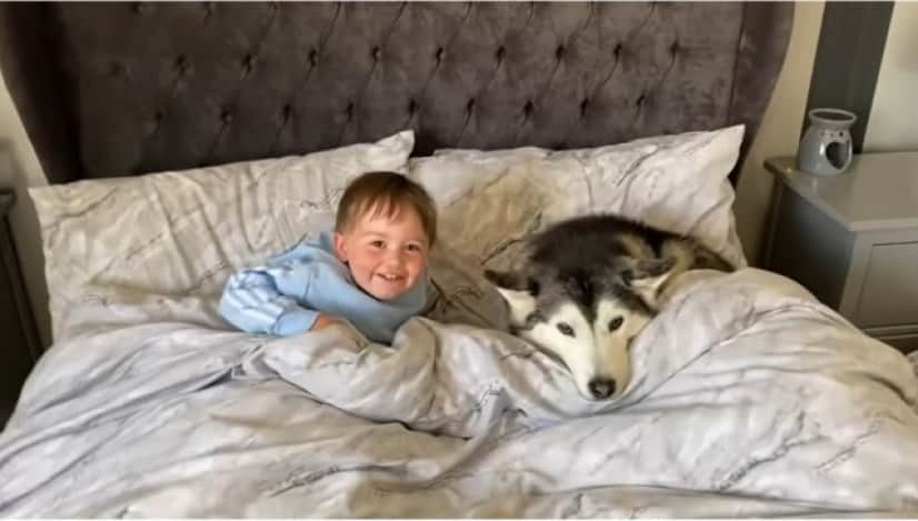 Husky1_e